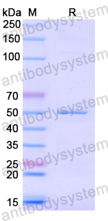 Recombinant Human CGN Protein, N-His