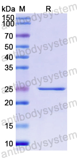 Recombinant Human DPF2 Protein, N-His-SUMO & C-Strep