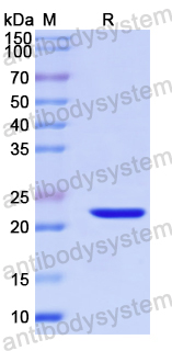 Recombinant Human MACROH2A2 Protein, N-His