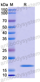 Recombinant Human NFKBIZ Protein, N-His