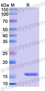 Recombinant Human HES5 Protein, N-His
