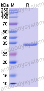 Recombinant Human MEPCE Protein, N-His