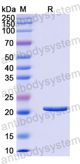 Recombinant Human MRPL11 Protein, N-His