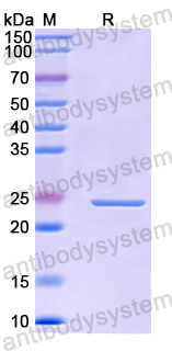 Recombinant Human NABP1 Protein, N-His-SUMO