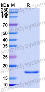 Recombinant Human COX11 Protein, N-His