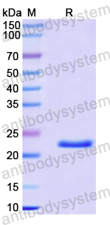 Recombinant Human CTNNA3 Protein, N-His