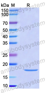 Recombinant Human ING3 Protein, N-His