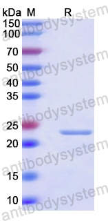Recombinant Human HCN2 Protein, N-His