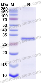 Recombinant Human P3H4 Protein, N-His