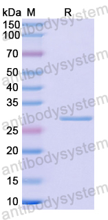 Recombinant Human OSBPL2 Protein, N-His