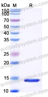 Recombinant Human ARTN/Artemin Protein, Tag free