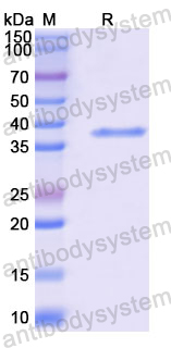 Recombinant Human TENT4B/GLD4 Protein, N-His