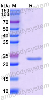 Recombinant Human MBOAT4/GOAT Protein, N-His