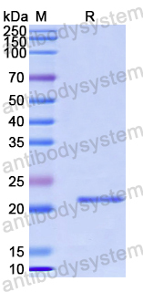 Recombinant Human HPS6 Protein, N-His-SUMO