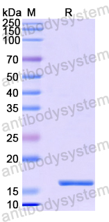 Recombinant Human AGR3 Protein, N-His