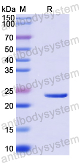 Recombinant Human MRPL24 Protein, N-His-SUMO