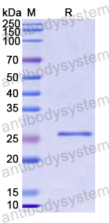 Recombinant Human SALL4 Protein, N-His-SUMO