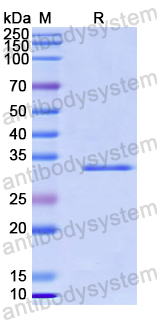Recombinant Human SLC25A46 Protein, N-GST & C-His