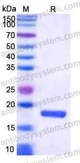 Recombinant Human CRNN Protein, N-His