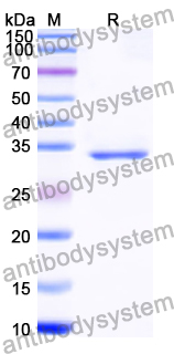 Recombinant Human HLA-A Protein, N-His