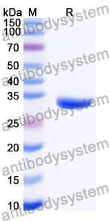 Recombinant Human HLA-A Protein, N-His