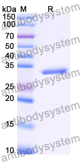 Recombinant Human HLA-E Protein, C-strep