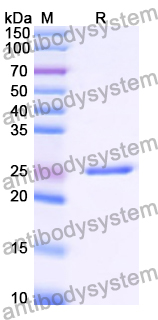 Recombinant Human HLA-DQB1 Protein, N-His