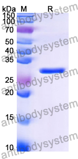 Recombinant Human MUC4 Protein, N-GST