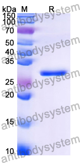 Recombinant Human MUC4 Protein, N-GST