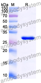 Recombinant Human MUC4 Protein, C-His