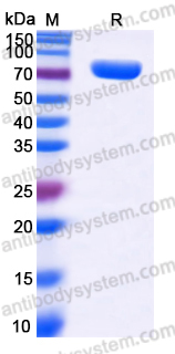 Recombinant Human DPP3 Protein, N-His