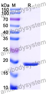 Recombinant Human MBIP Protein, N-His