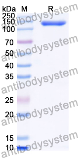 SDS-PAGE for Recombinant Human CASPR2/CNTNAP2 Protein, N-His ?>