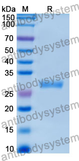Recombinant Human GSTO2 Protein, N-His