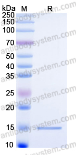 Recombinant Human NRTN Protein, Tag free