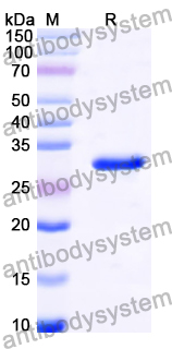 Recombinant Human PYCR2 Protein, N-His