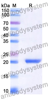 Recombinant Human SUN5 Protein, N-His