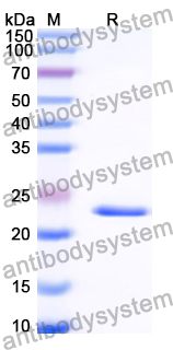 Recombinant Human PHF5A Protein, N-His-SUMO & C-Strep