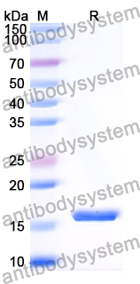 Recombinant Human SPATA22 Protein, N-His