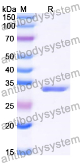Recombinant Human PIK3IP1 Protein, N-GST & C-His