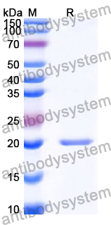 Recombinant Human CHCHD6 Protein, N-His