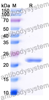 Recombinant Human FOXO6 Protein, N-His-SUMO