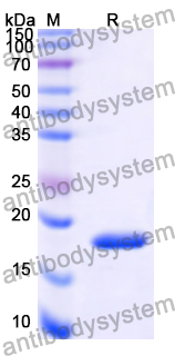 Recombinant Human PPARGC1B Protein, N-His