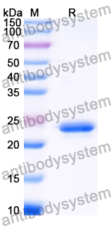 Recombinant Human VWA8 Protein, N-His