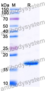 Recombinant Human ZBTB42 Protein, N-His