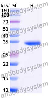 Recombinant Human GPC6 Protein, N-His
