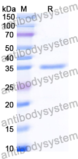 Recombinant Human GLOD4 Protein, N-His
