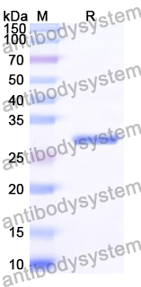 Recombinant Human CDC5L Protein, N-His