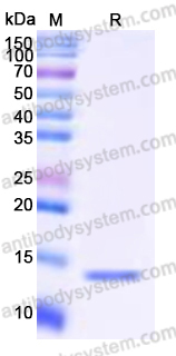 Recombinant Human TXN2 Protein, Tag free