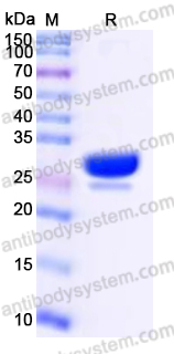 Recombinant Human SENP2 Protein, Tag free